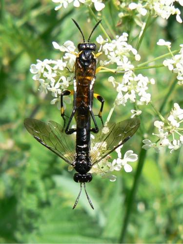 Réf. 244 328 : Macrophya montana